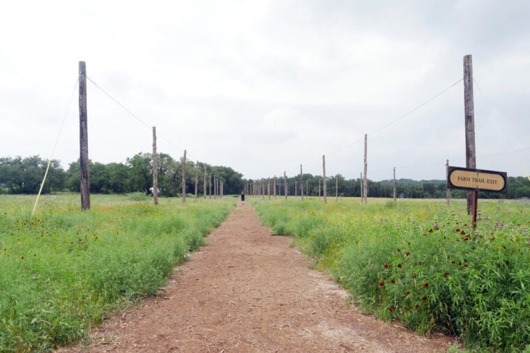 wild world natural wine festival austin texas path 18 1024x683