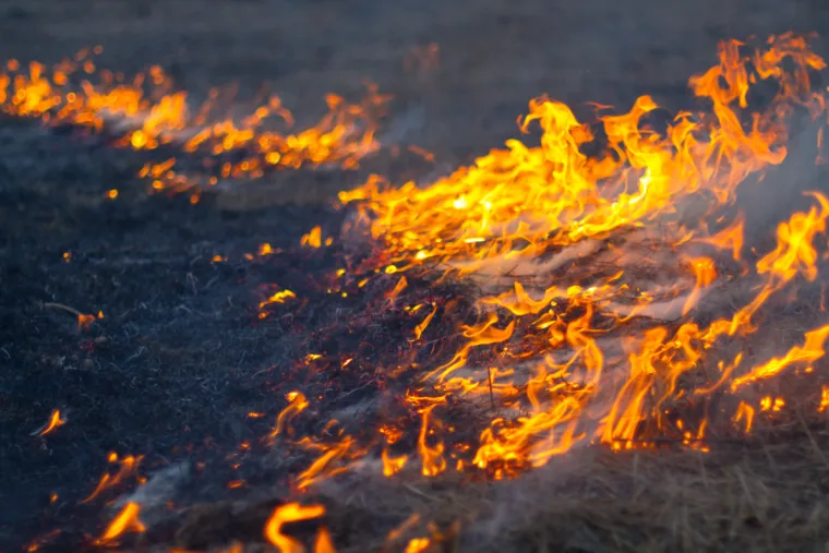wild fire