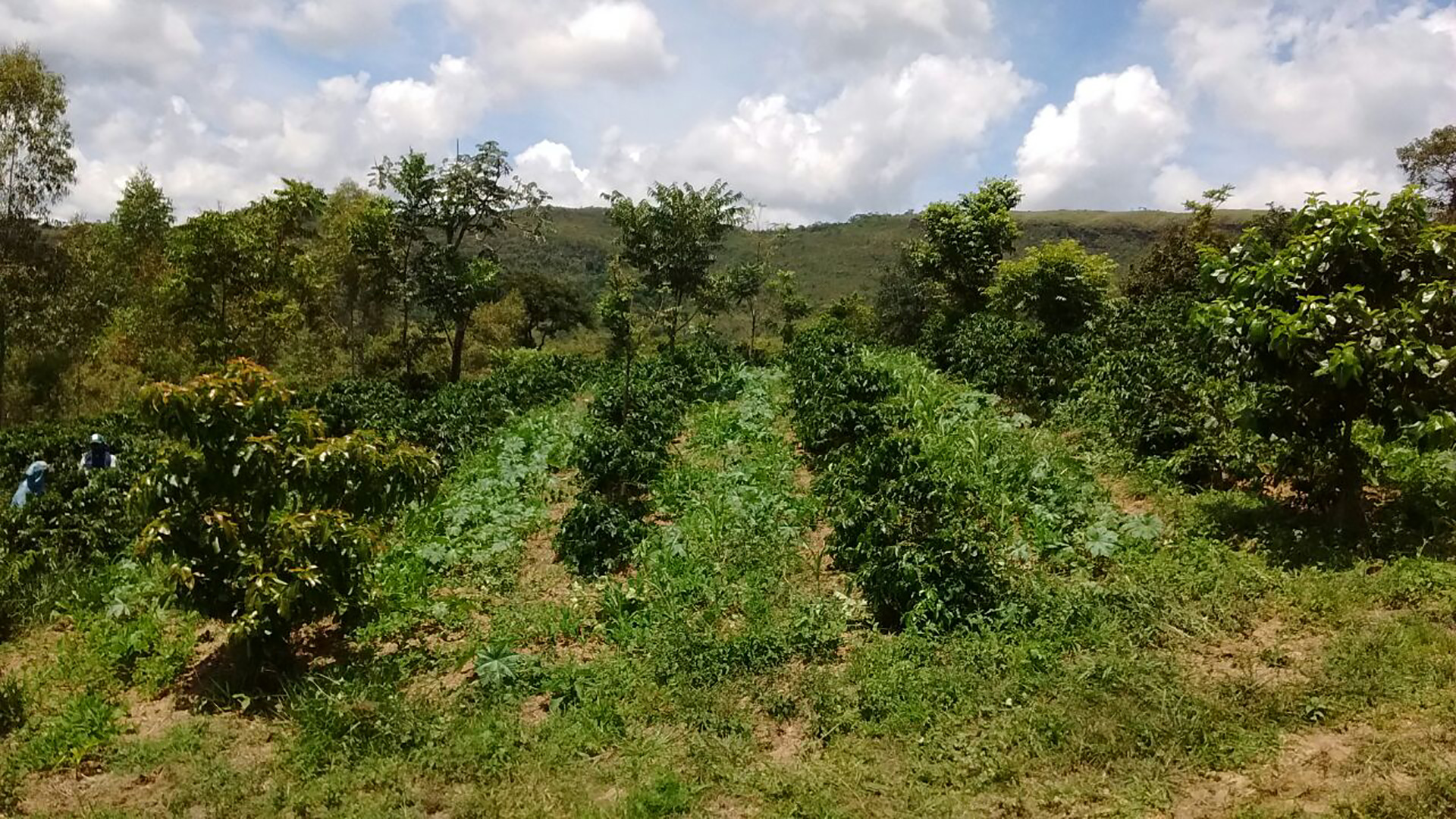 https://sprudge.com/wp-content/uploads/2020/02/Landless_Movement_agroforestry_coffee_15.jpg