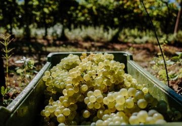 Furlani Chardonnay Harvest Alexander Gable 1
