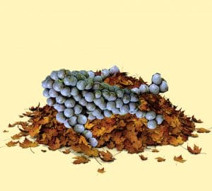 Grapes On Leaves
