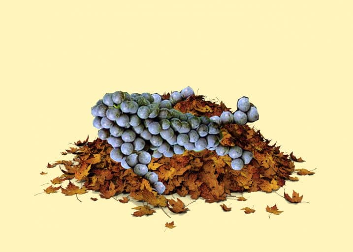 Grapes On Leaves