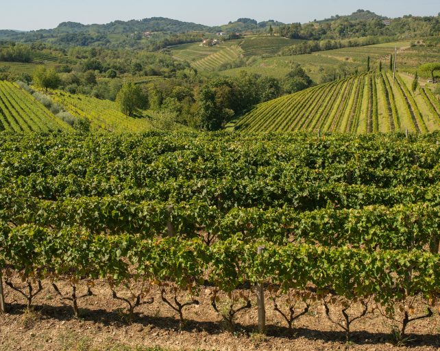 Josko Gravner Ribolla Vineyard Sam Youkilis