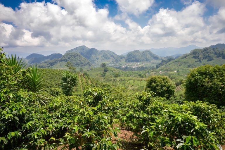 coffee farm stock photo