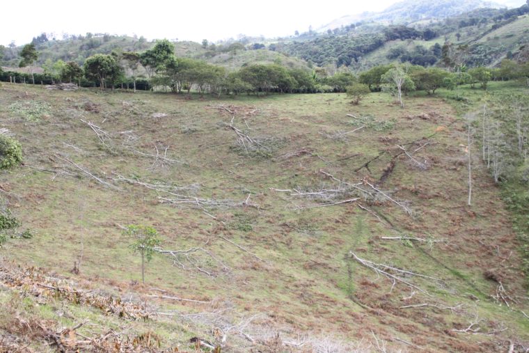 view of the farm after clearing old trees