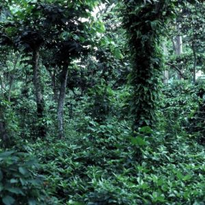 shade grown coffee in guatemala