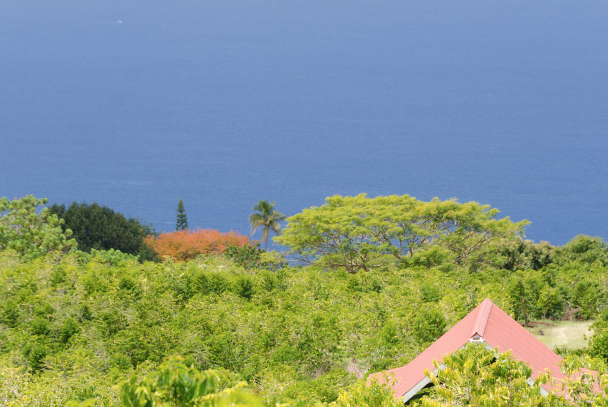 New Bill Requires More Kona In Your Kona Coffee - Vimarsana News