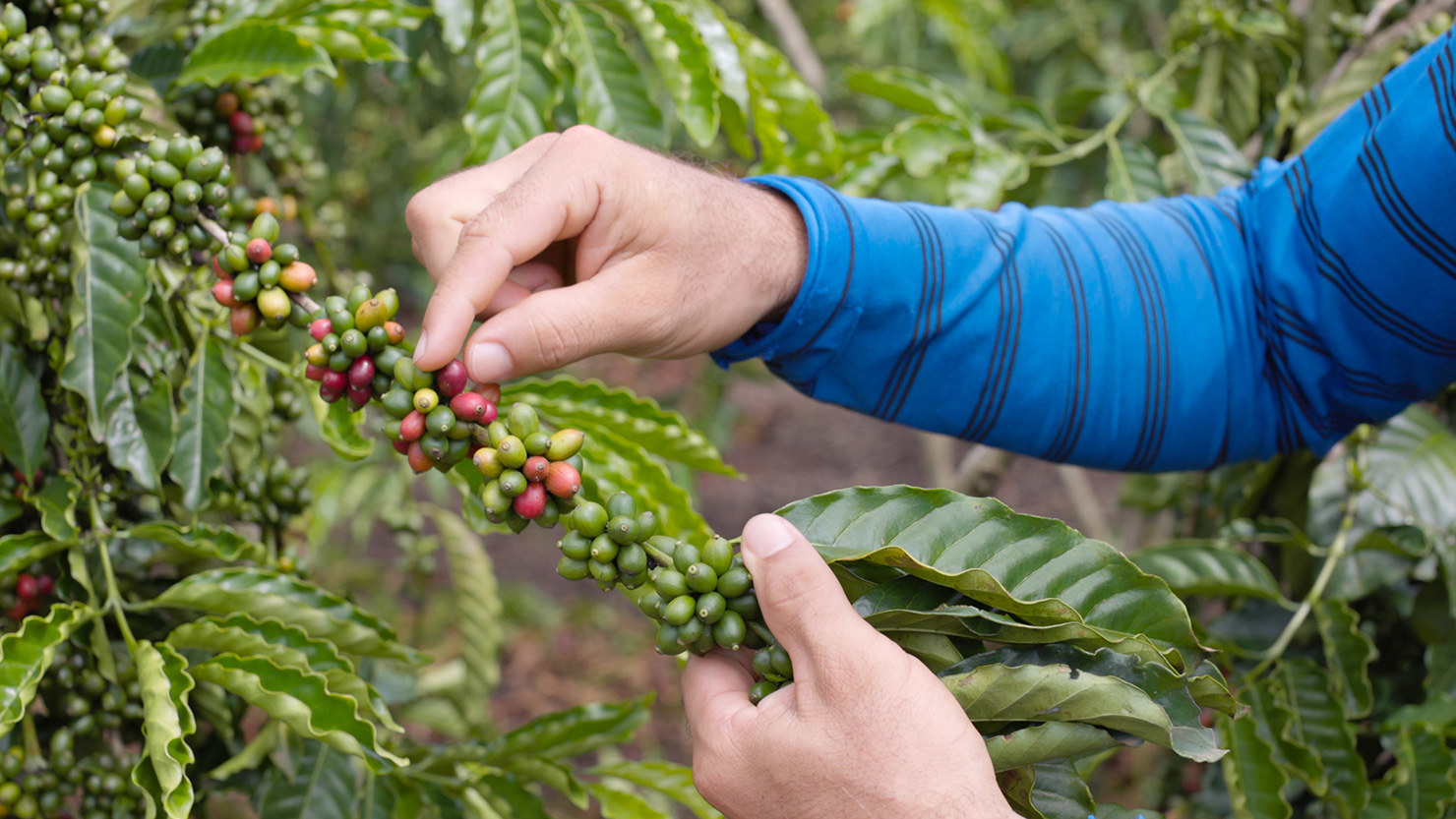 canephora amazon robusta 10