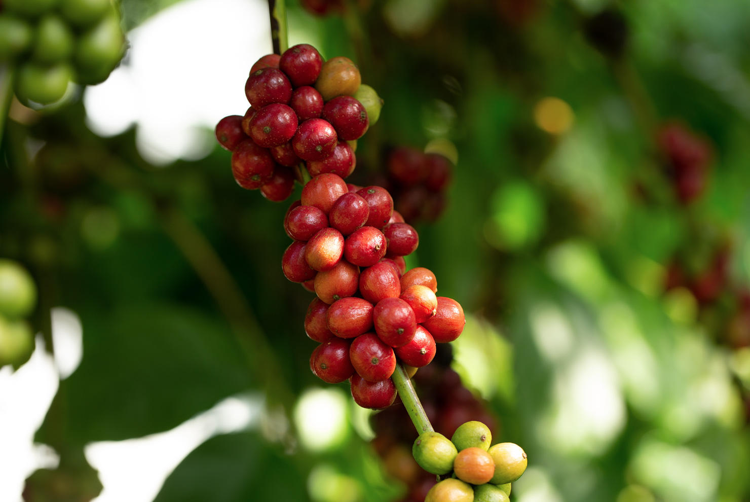 Where are Robusta Beans Grown 