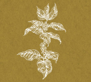 coffee botanical illustration