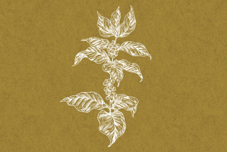 coffee botanical illustration