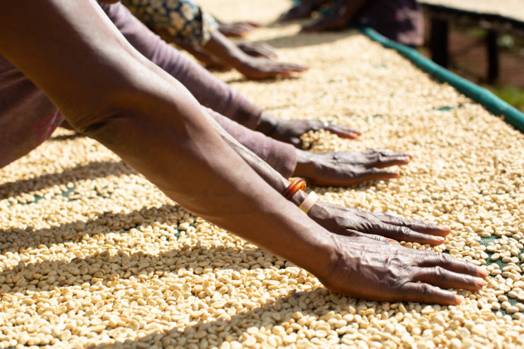 coffee drying
