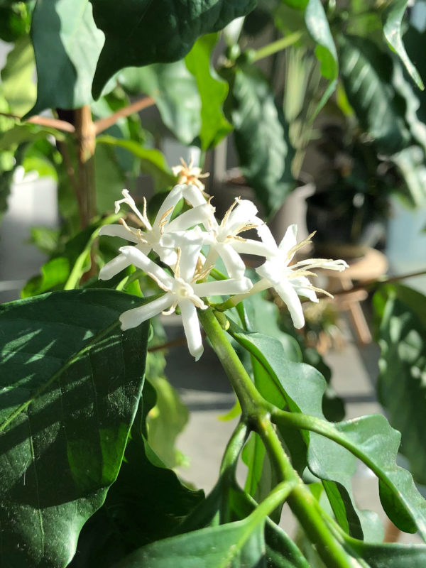 Blossoms on a three-year-old indoor coffee plant.