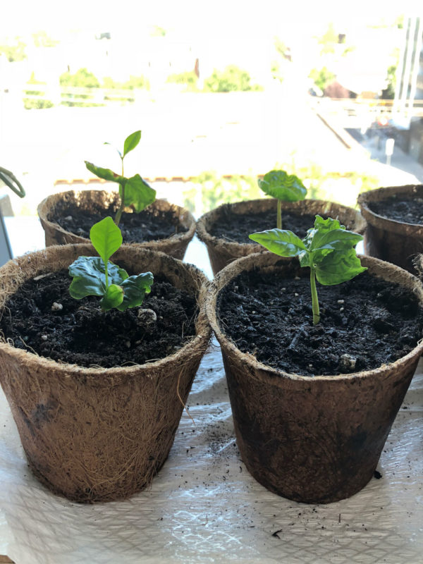 3-month old coffee plants growing near a window indoors.