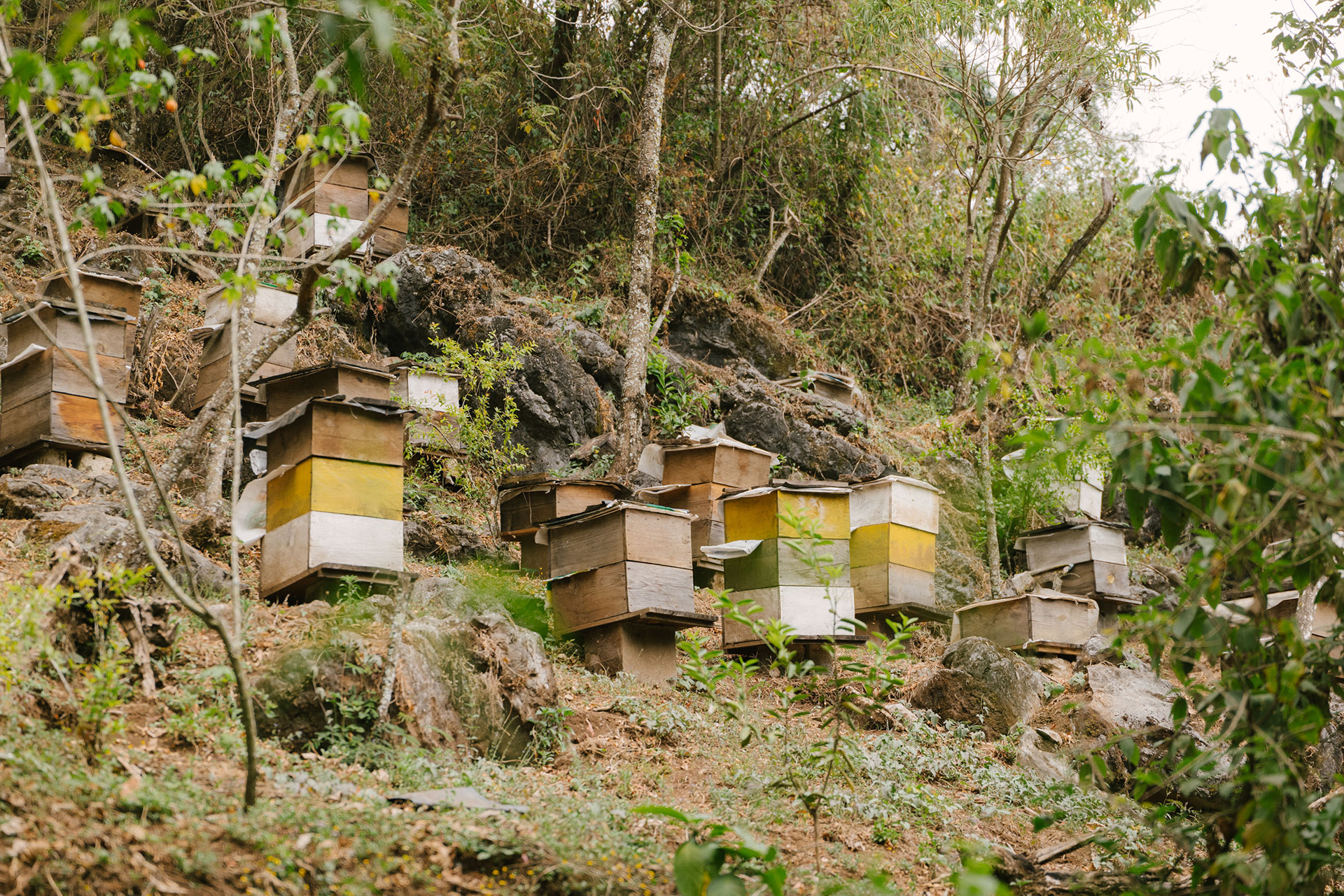 coffee blossom honey farm apiaries