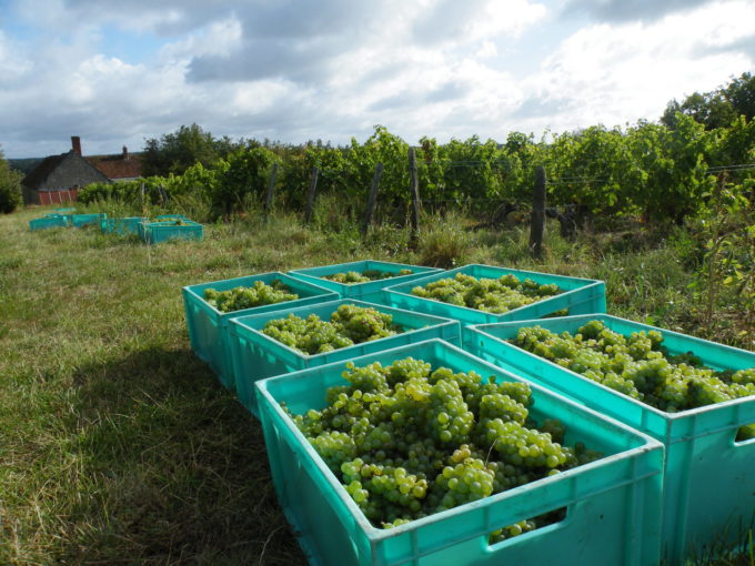 emily dilling loire sprudge wine 01