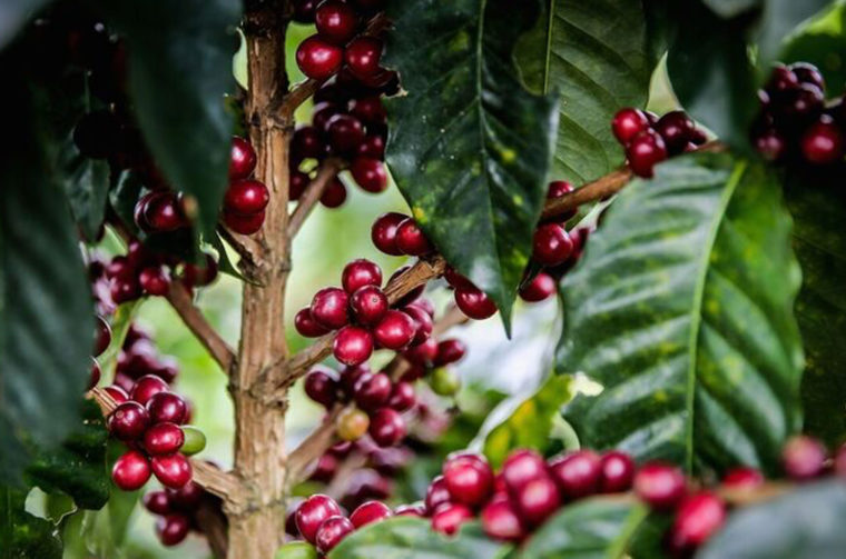 Coffee Cherry Linked With Increased Alertness In New Study | Sprudge Coffee