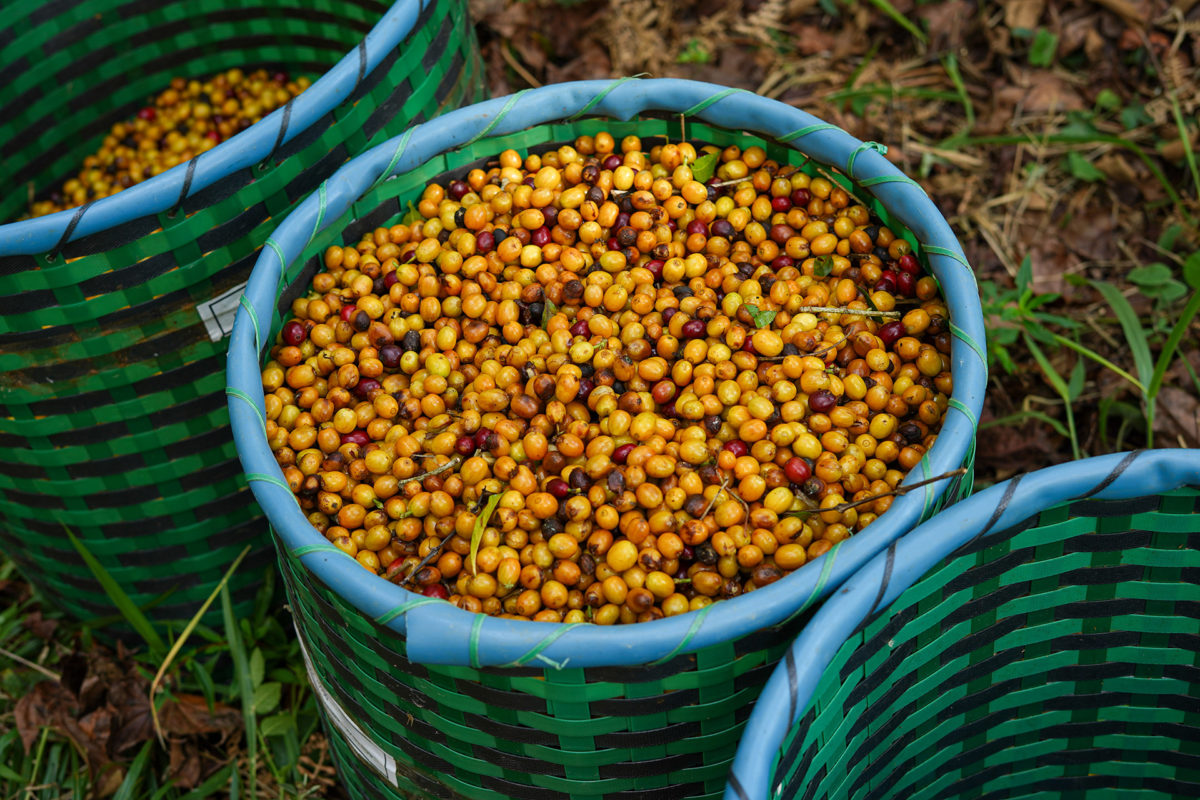 cafe imports brazil fazenda camocim 1
