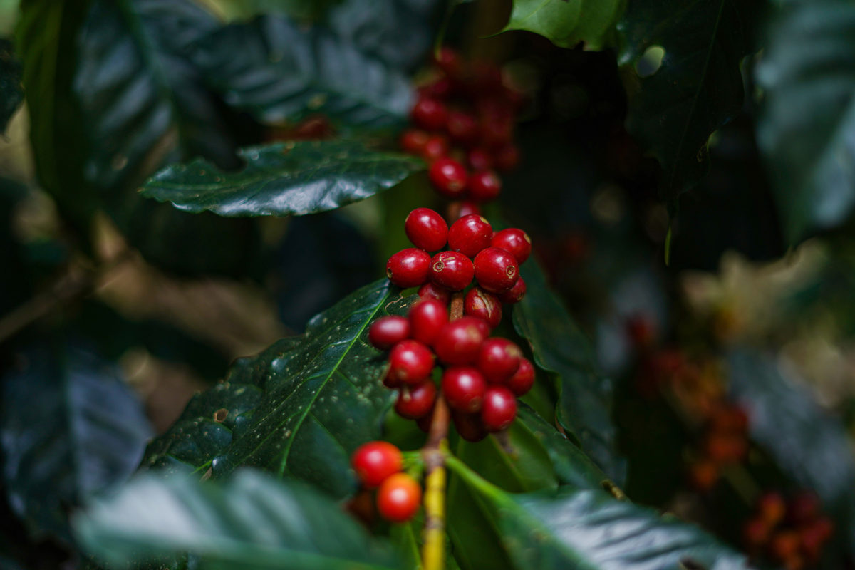 cafe imports brazil fazenda camocim 9