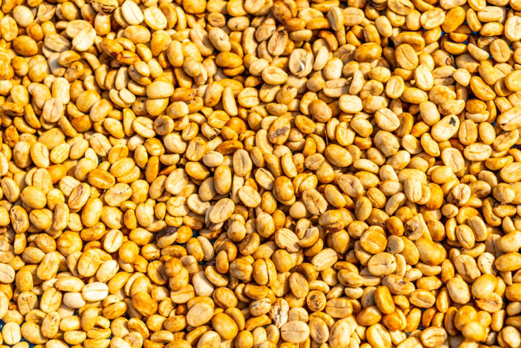 honey processed coffee sprudge