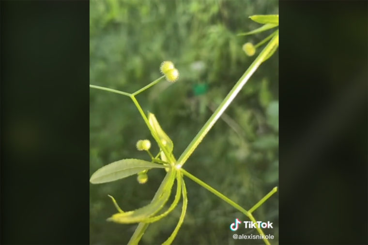 cleaver blackforager alexis nikole