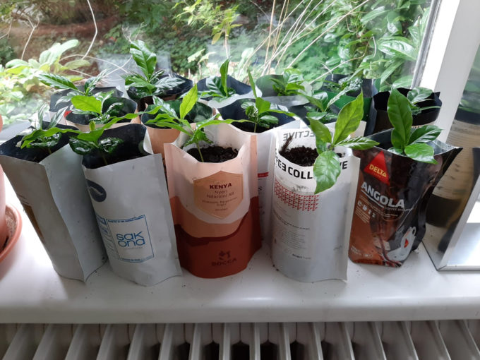 coffee houseplant norman mazel 6