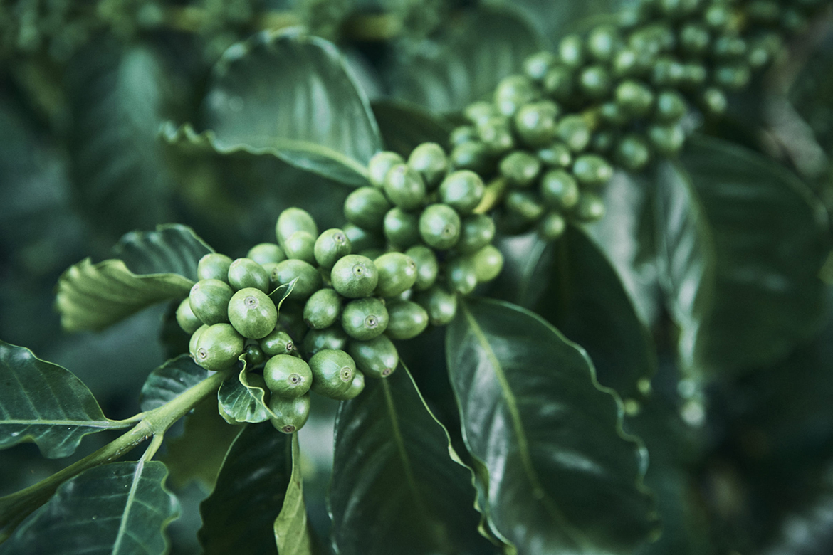 World Coffee Research Announces Innovea, A Global Coffee Breeding Network