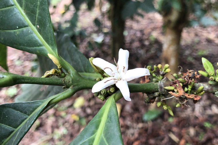 excelsa flowers img 5164