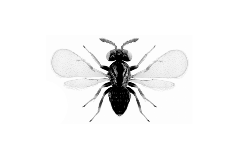 wasp