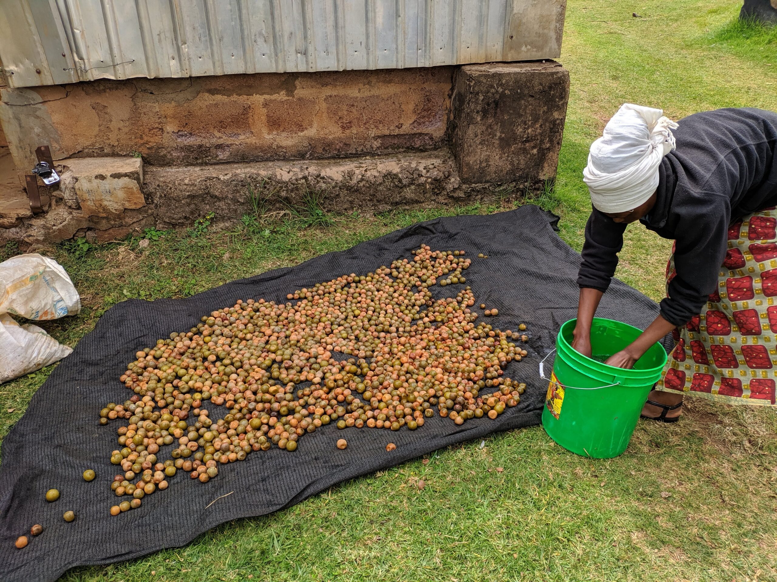 Preparing mbula for infusion, indigenous plum/olive-like fruit in Northern Tanzania. Fruit on tarp, worker pulling fruit out of green bucket.
