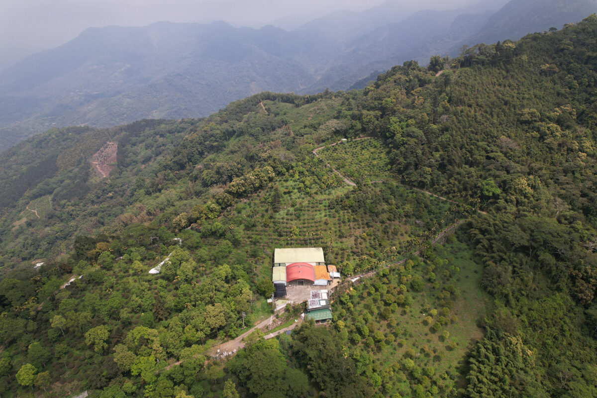 zhuo wu mountain coffee farm in alishan taiwan coffee laboratory