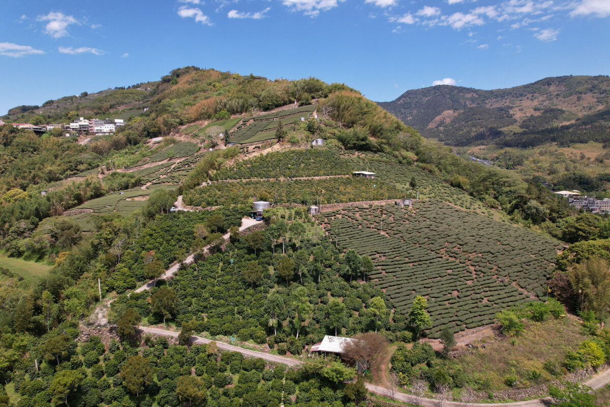 For Coffee Growers In Taiwan, The Future Is Now - Vimarsana News