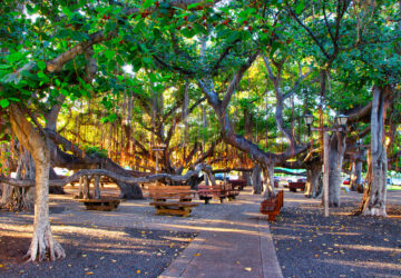 Banyan Trees on Front Street in Lahaina on Maui