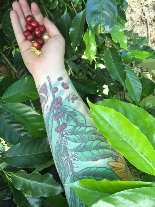 coffee tattoos rachel apple