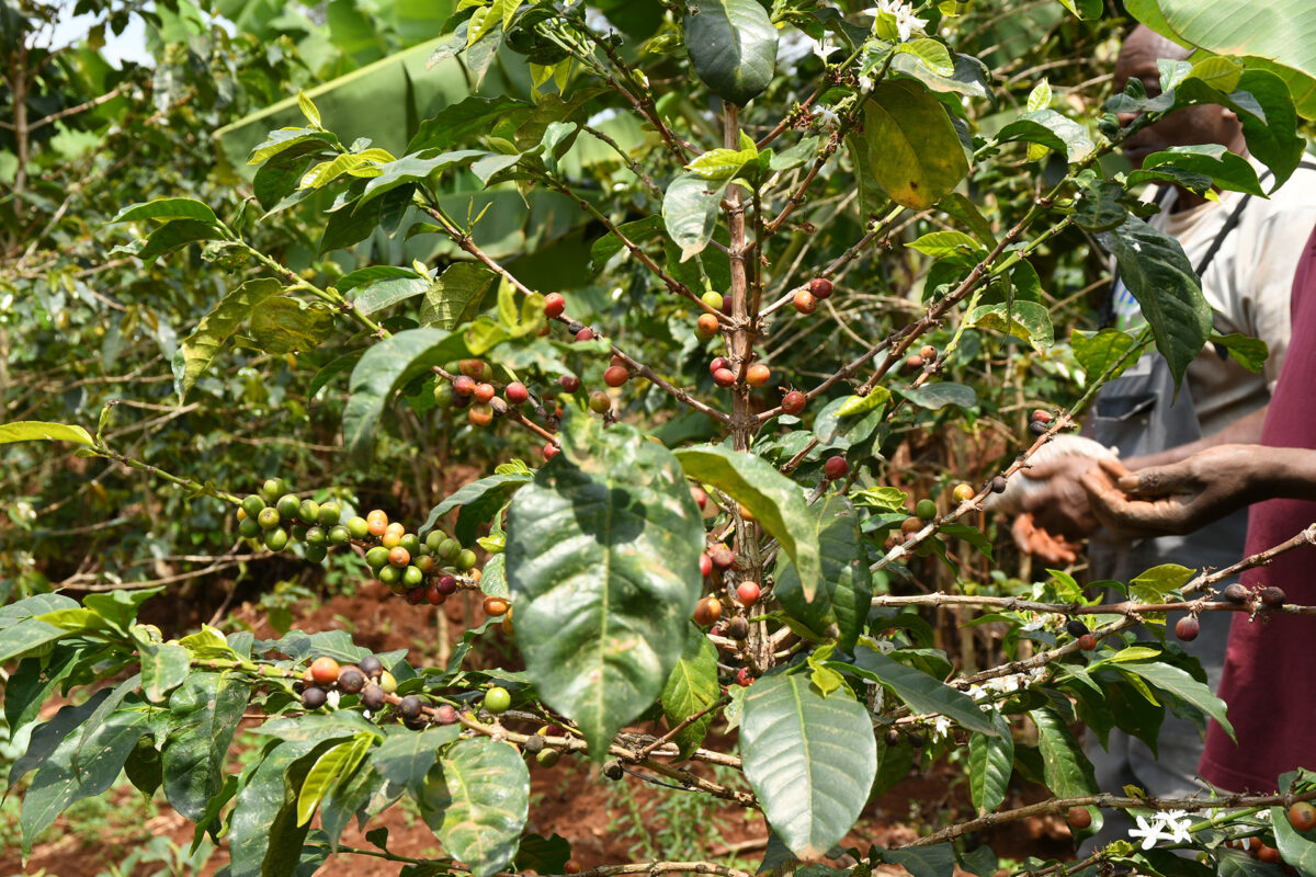 With New Regulations And Uncertain Licenses, A Coffee Crisis Is Growing In Kenya - Vimarsana News