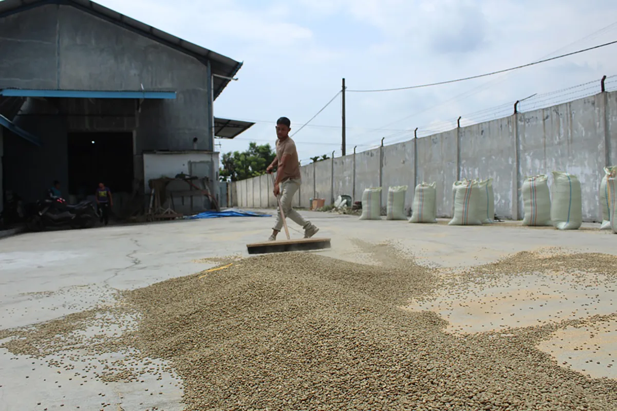 sumtra coffee coffee drying