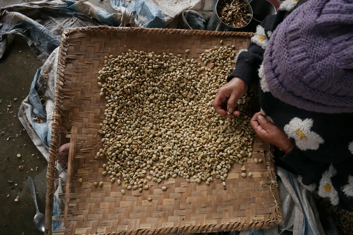 Do Higher Coffee Prices Mean More Money For Farmers? A Story From Sumatra Shows It's Complicated - Vimarsana News
