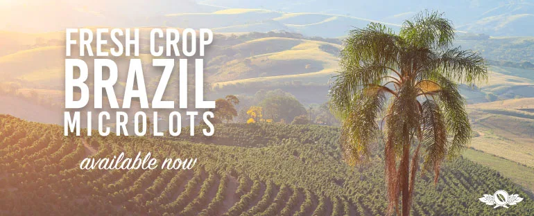 Cafe Imports banner advertising fresh crop Brazil microlots available now