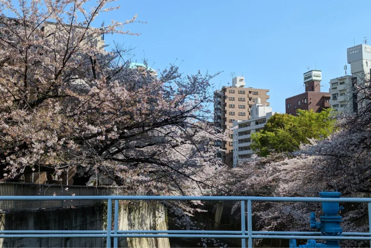 takadanobaba cherry blossoms brianna fox priest