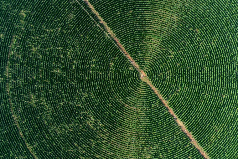 brazil coffee farm aerial