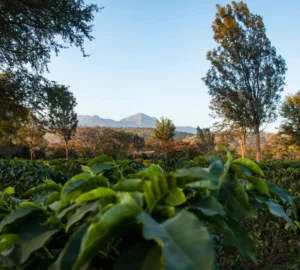 songwa coffee plants & landscape copia