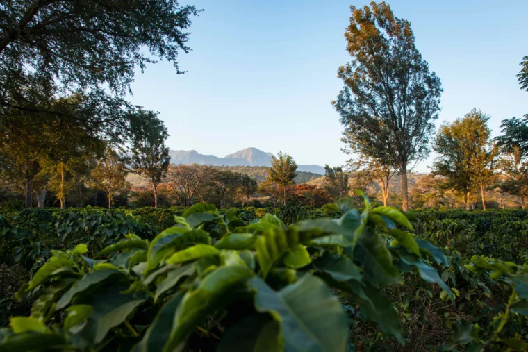 songwa coffee plants & landscape copia