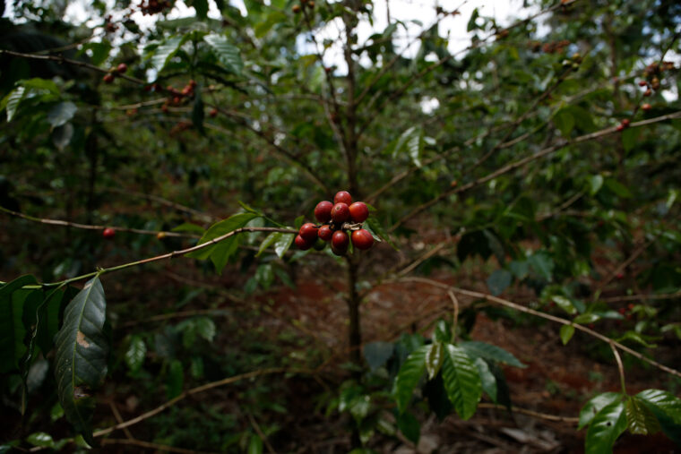 technology on coffee farms 3