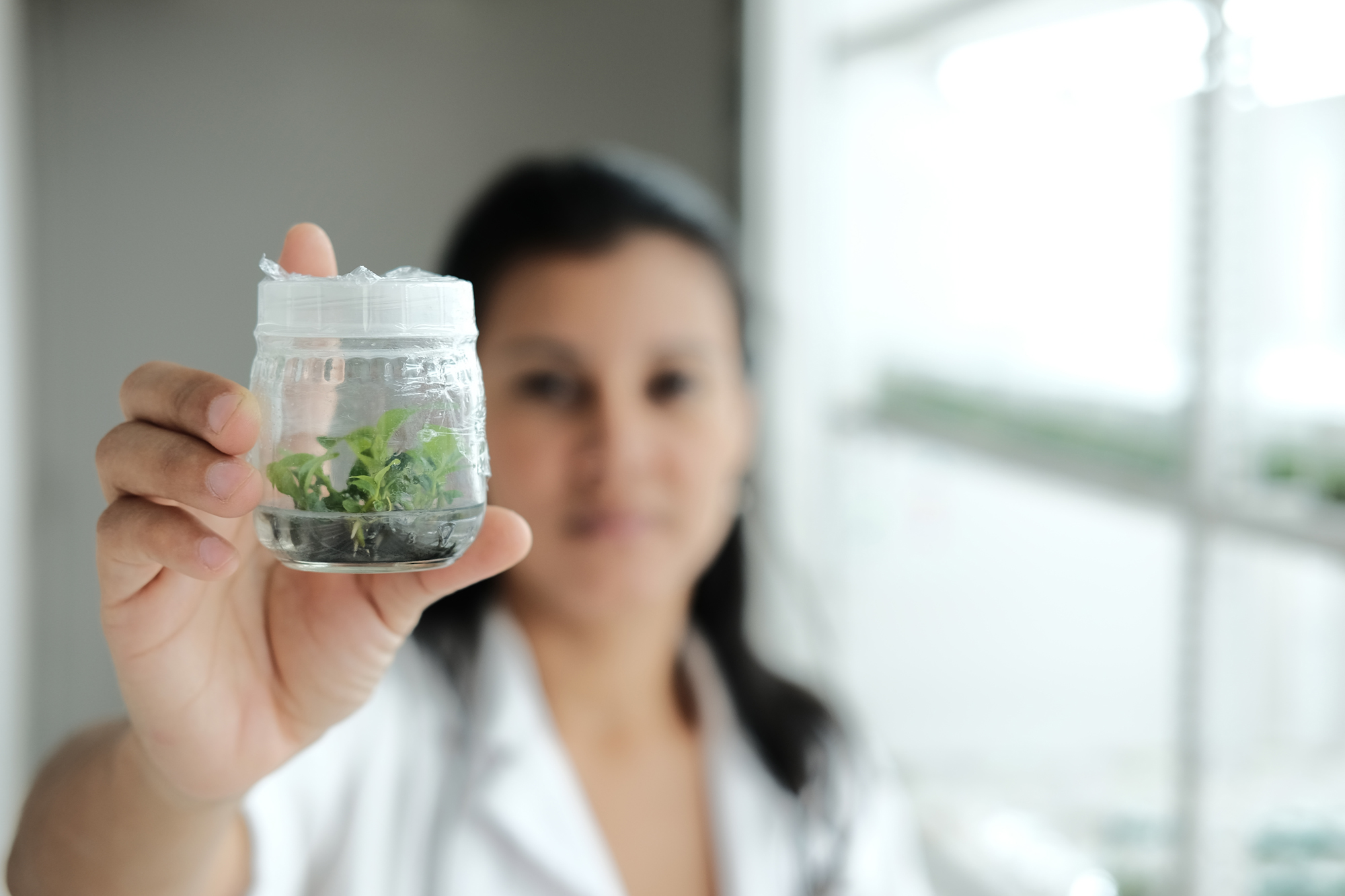 Image from World Coffee Research showing scientist with coffee embryos