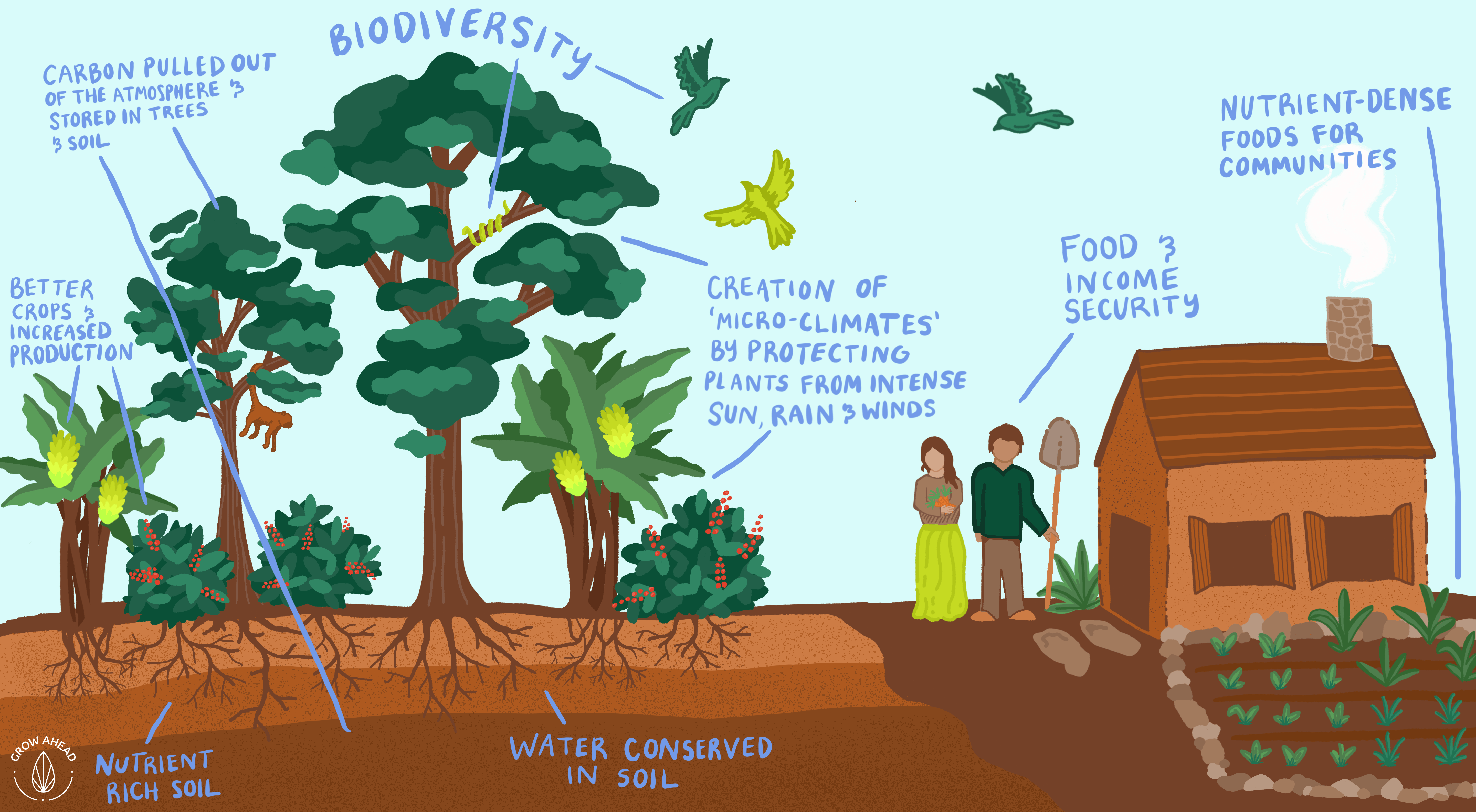 grow ahead agroforestry