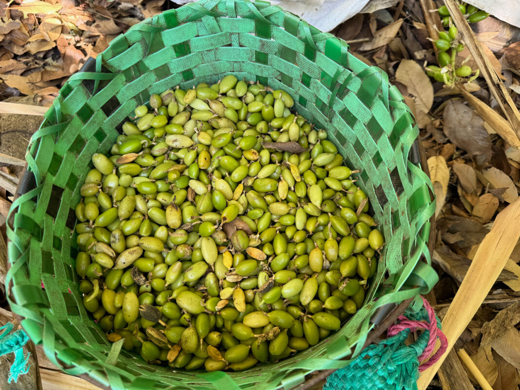 cardamom cherry