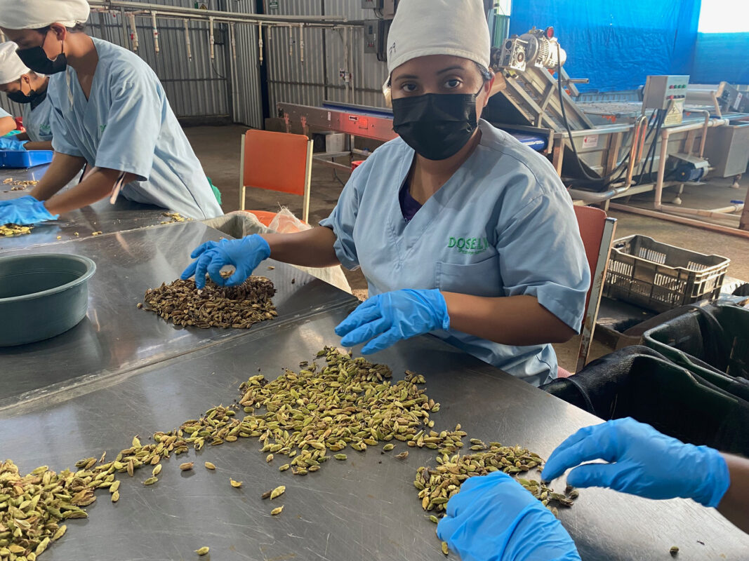 cardamom processing