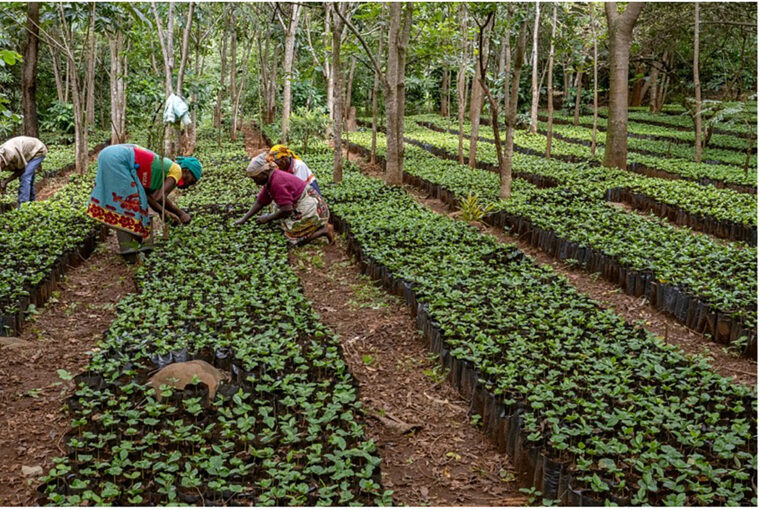 mozambique coffee nursery on mount gorongosa (by piotr naskrecki)