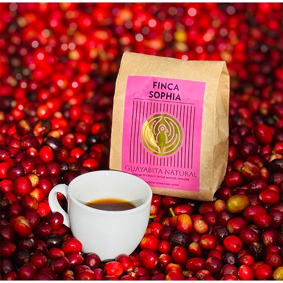 Equator Panama Finca Sophia Guayabita Natural Sprudge Roaster's Village