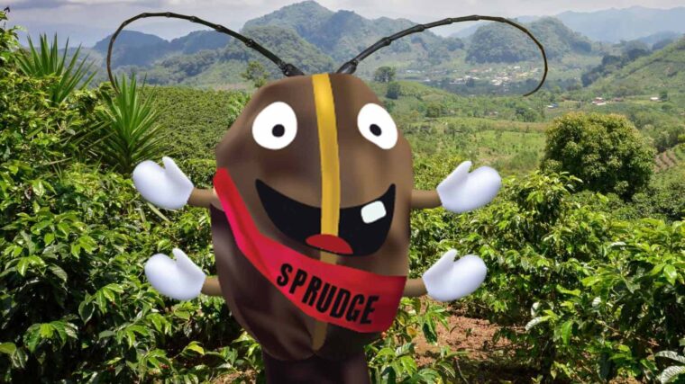 spesh borer beetle